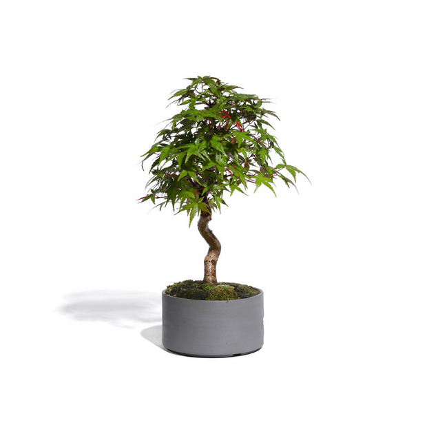 もみじ -Japanese maple- (推定樹齢10年)-M0019- 詳細画像